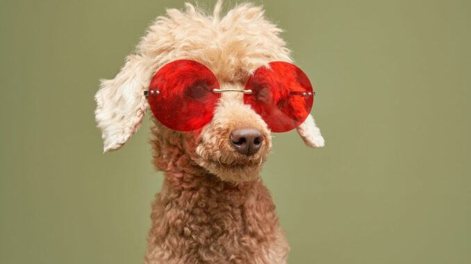 SOL shorts suffer as price surges; Solana’s Poodlana hits $3 SOL shorts suffer as price surges; Solana’s Poodlana hits $3 million milestone