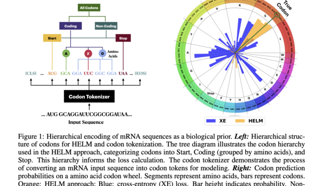 Hierarchical Encoding for mRNA Language Modeling (HELM): A Novel Pre-Training Strategy that Incorporates Codon-Level Hierarchical Structure into Language Model Training